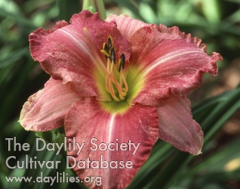 Daylily Sweet Spot